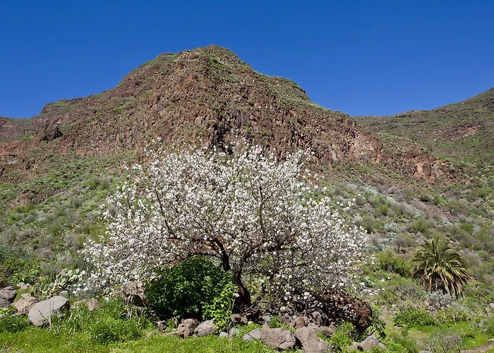 De Guayadeque Lantställe *
